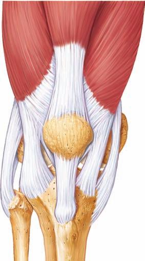 Posterior l meniscus r (a) Fibula Quadriceps tendon Quadriceps femoris (b) quadriceps