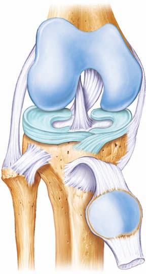 meniscus on medial tibial adductor magnus head of gastrocnemius Popliteus l semimembranosus
