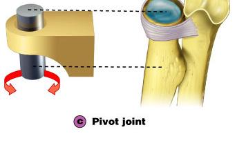 Synovial: Pivot Pivot joints are uniaxial, since rotation occurs around only one axis.