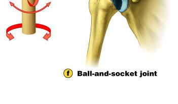 The shoulder and hip joints are both ball and socket joints,