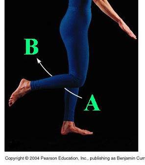 Flexion commonly occurs at hinge joints.