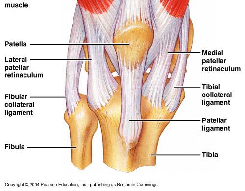 The knee joint is enclosed anteriorly by the femoropatellar