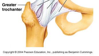 ligaments wrap obliquely around the