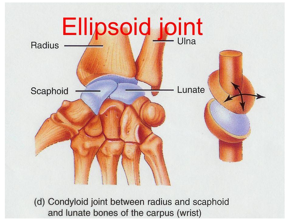 BIAXIAL SYNOVIAL JOINTS q Ellipsoid joints: An elliptical convex fits into an elliptical concave articular surface.
