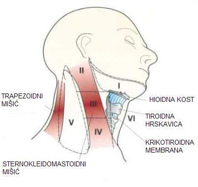 1.2. REGIONALNI LIMFNI ČVOROVI U limfne čvorove na vratu sakuplja se limfa iz područja gornjeg respiratornog i probavnog sustava. Svaki dio sluznice drenira se u odreďene skupine limfnih čvorova.