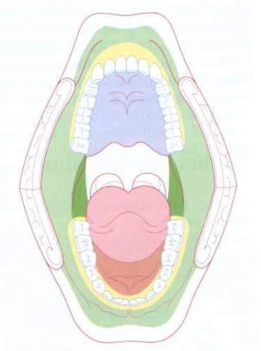 1.3. POSEBNOSTI PLANOCELULARNOG KARCINOMA GLAVE I VRATA OVISNE O LOKALIZACIJI 1.3.1. Usna šupljina Usna šupljina je dio gornjeg probavnog sustava koji se proteže od usana do prednjeg nepčanog luka.