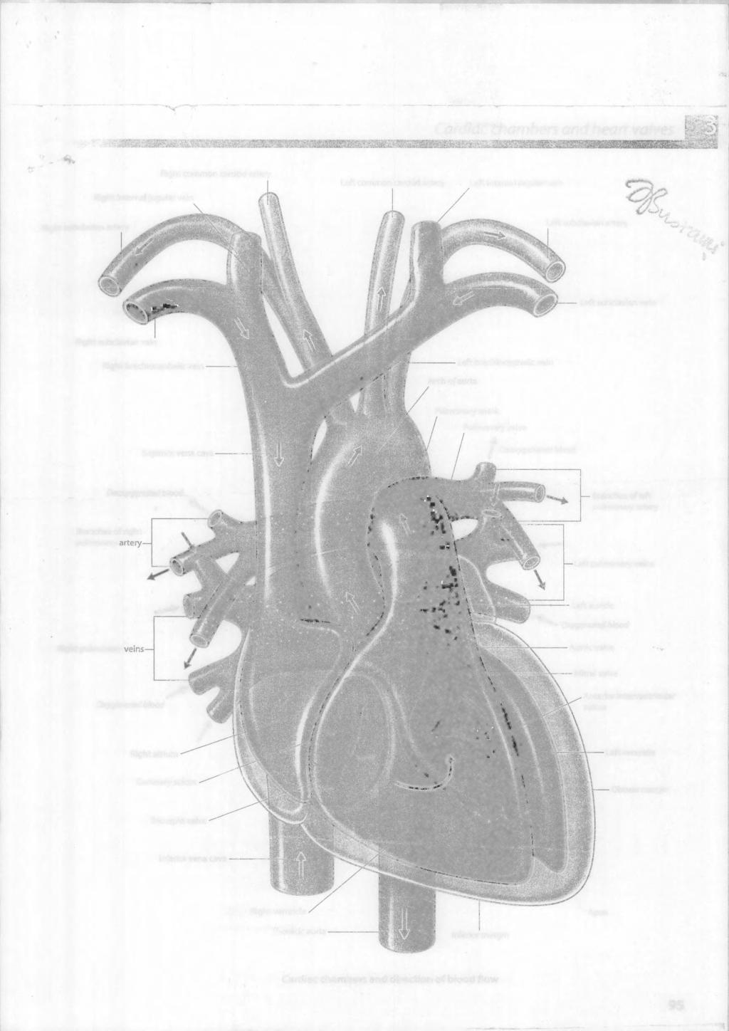 ... Cardioc charnbers and heart vaives Right common carotid artery Left common carotid artery Left intemal