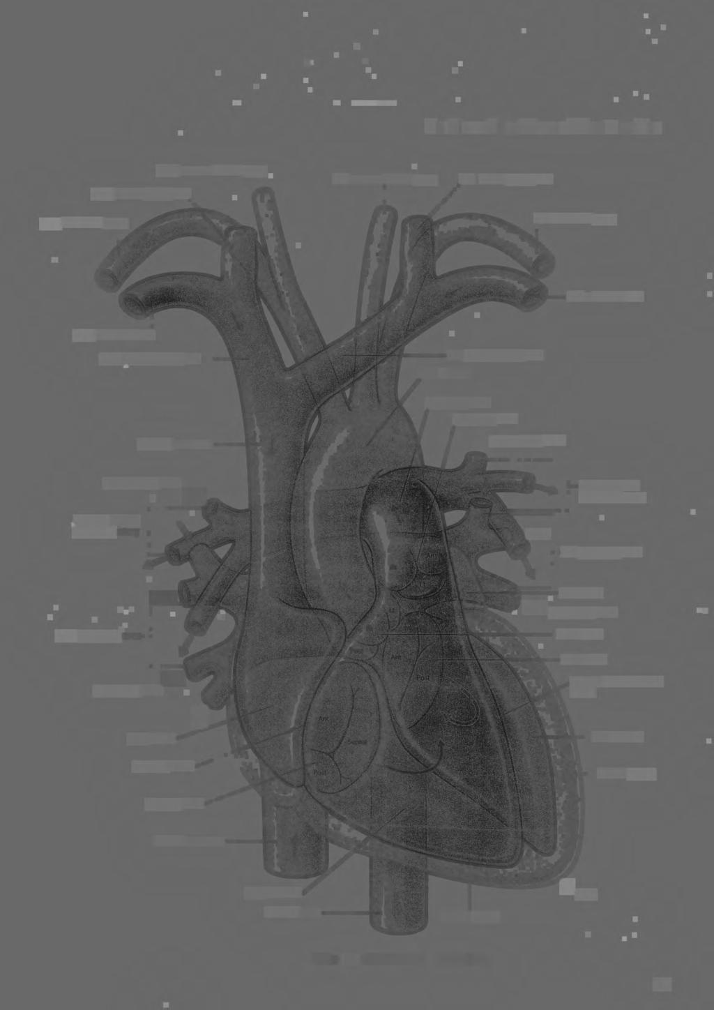 JilCff, _ Right brachiocephalic vein----' Left brachiocephalic vein Arch of aorta Pulmonary valve t