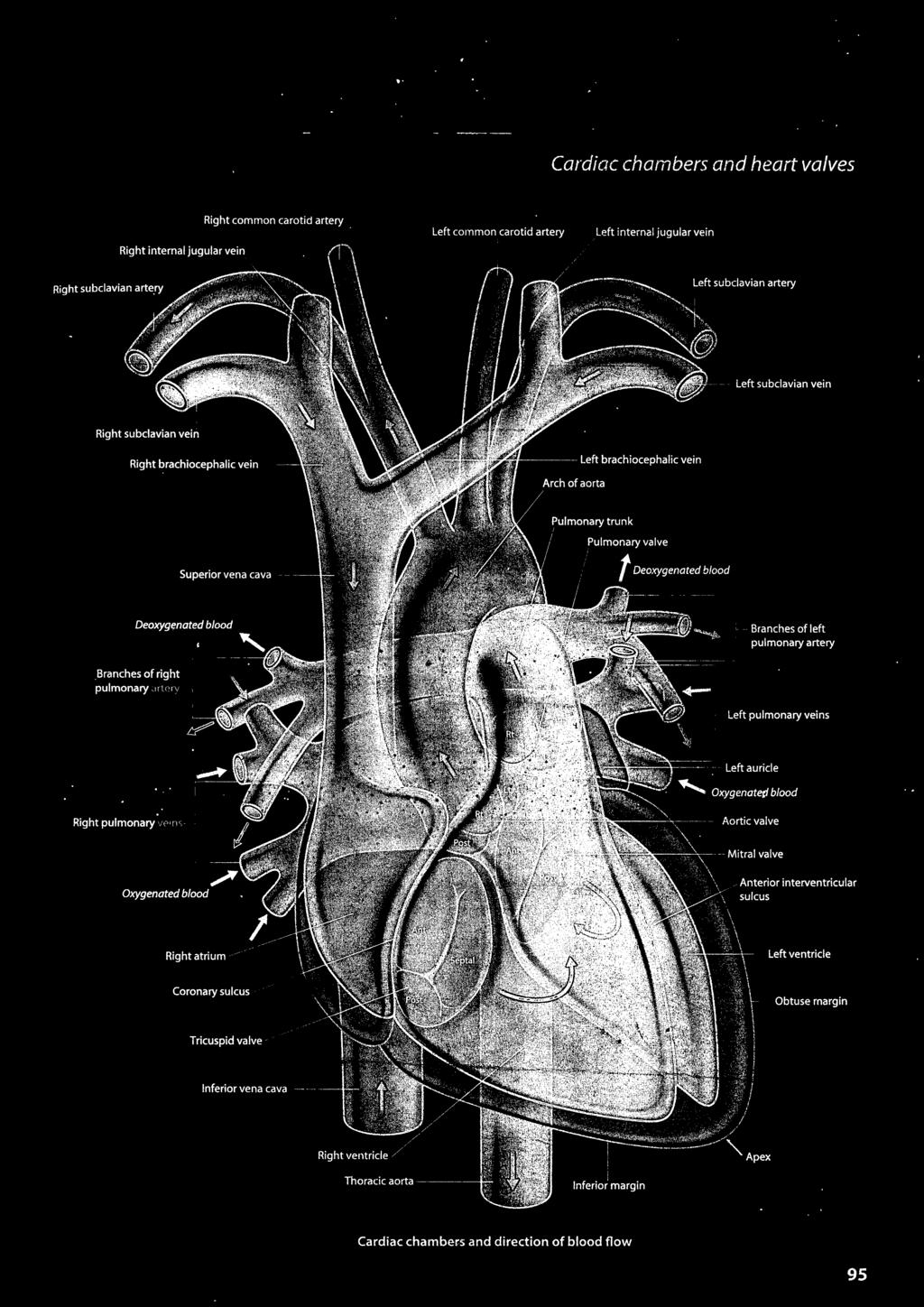 pulmonary'""''"'"''--' Left pulmonary veins Oxygenated blood Right pulmonary vein Anterior interventricular