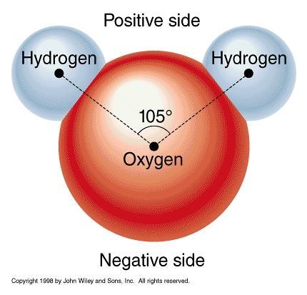 an oxygen atom Because of hydrogen bonding, water is a polar molecule.