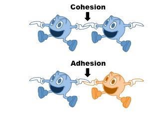 Adhesion: water sticks to other surfaces