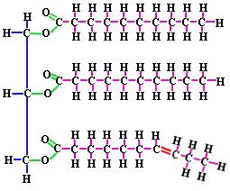 Structure of Lipids: Composed of triglycerides that look like the letter E