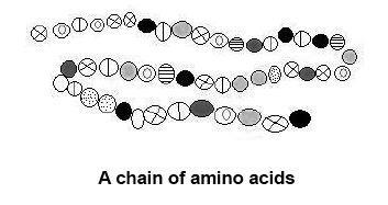 Structure of Proteins: Composed of amino acids Contain carbon, hydrogen,