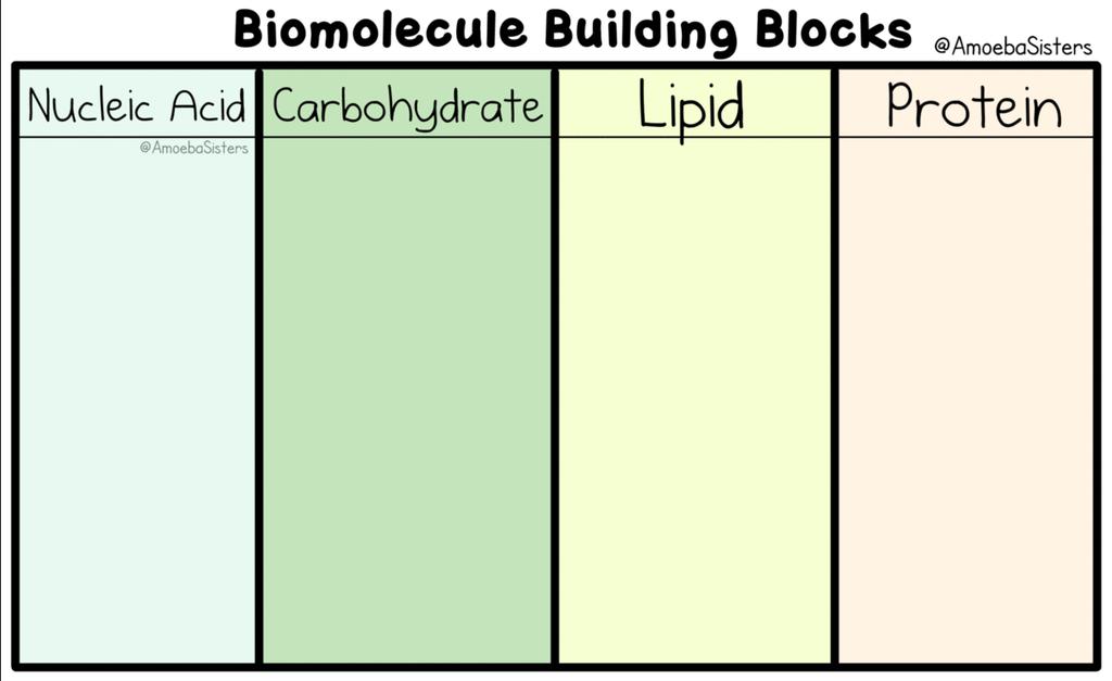 1. Students will identify and/or describe the basic molecular structure of carbohydrates, lipids, proteins, and/or nucleic acids.