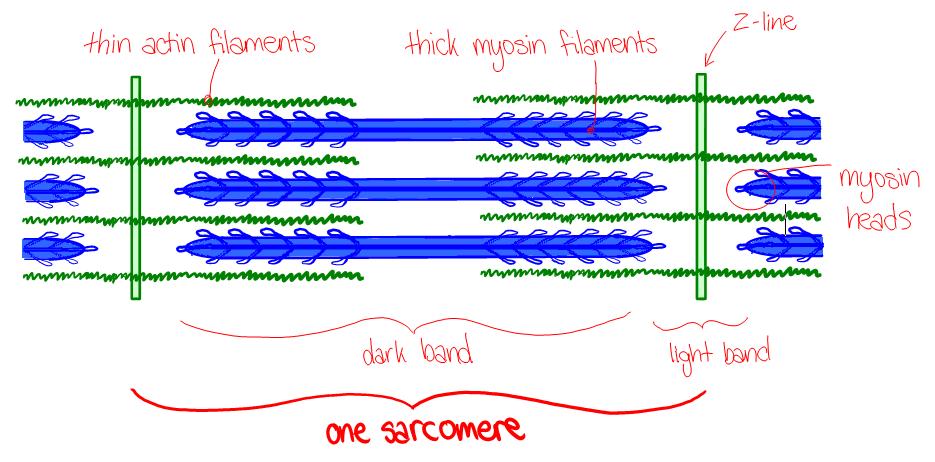 11.2.6 - Draw and label a diagram to show the structure of a sarcomere, including Z lines, actin filaments, myosin filaments with heads, and the resultant light and dark bands 11.2.7 - Explain how