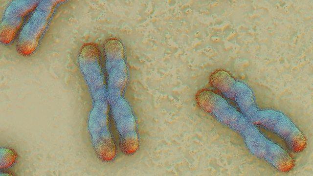 A collection of human chromosomes A gene is a section of DNA that is responsible for a characteristic like eye colour or blood group. Humans have around 20,000 genes.