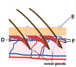 Blood vessels leading to the skin capillaries become wider - they dilate - allowing more blood to flow through the skin, and more heat to be lost.