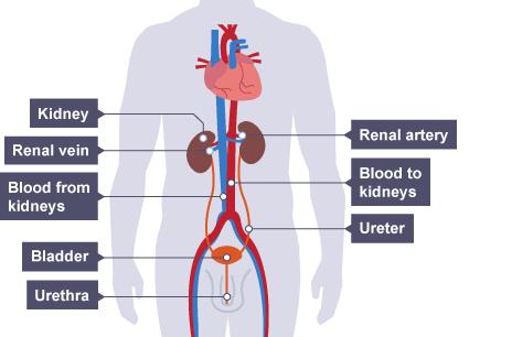 The urinary system overview The urinary system is designed to remove waste products such as urea, as well as excess ions and water from our blood.