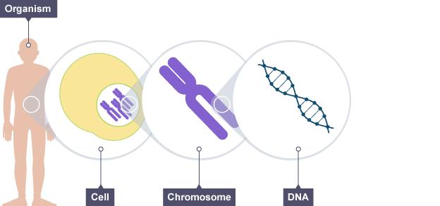 Each cell with a nucleus contains chromosomes, which are made from DNA Human body cells each contain 23 pairs of chromosomes, half of which are from each parent.