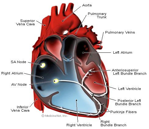 Lab 7: Heart Sounds and Blood Pressure PART I: HEART ANATOMY a) You should be able to identify