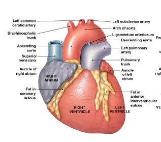 the 4 chambers the bicuspid (mitral) and tricuspid valves (right and left atrioventricular)