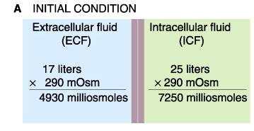 Size of Body Fluid Compartments = 17L = 25L 1 25L 1L TBW = 42L Approximate Water Distribution 70Kg Adult Human Total Body Water (TBW) ~ 60% Body Weight (BW) = ~ 42L Intracellular Fluid (ICF) ~ 40% BW