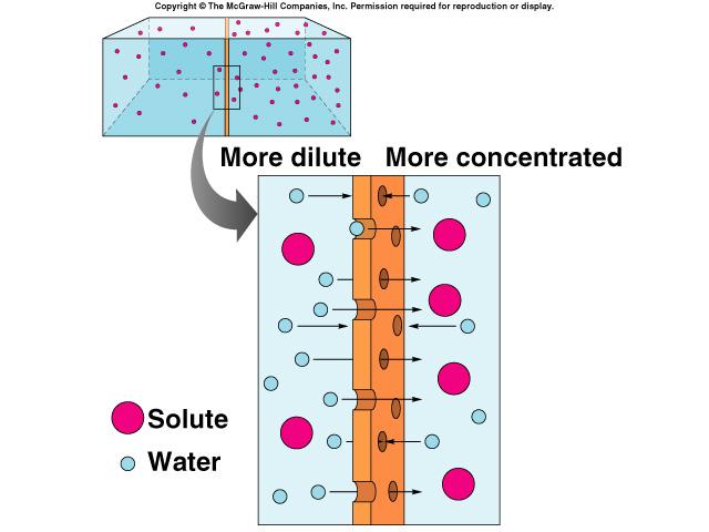 Osmosis Osmolarity and molarity Density of the water depends on the number of solute particles. Total particle number in a solution is OSMOLE.