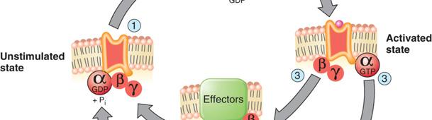 receptors Activated receptors send 2nd
