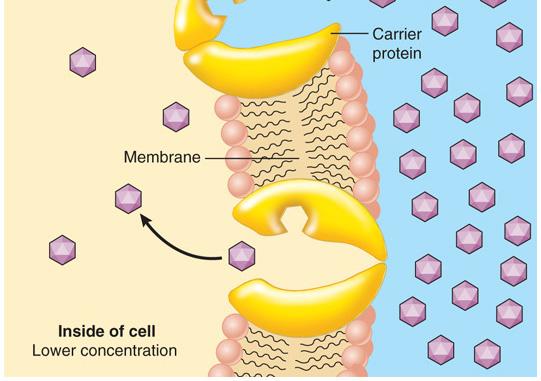 across membrane by protein