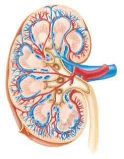 Gross Anatomy of the Kidney Capsule Renal cortex Contains renal corpuscles Renal medulla Segmented into lobes