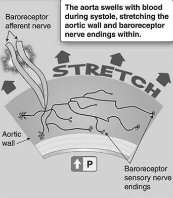 baroreceptors distributionof the baro-receptors De
