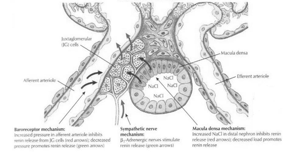 The arterial baroreflex sympathoinhibitory pathway Benarroch, Neurology, 2008 Effector -