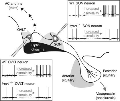 Potential role of TRPVs Properties (as a putative transduction channel of osmoreceptor neurons): activated by cell