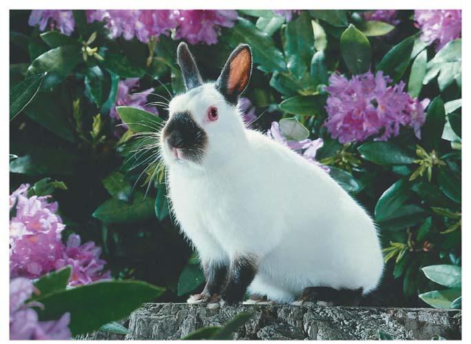 9.8 Do Mendelian Rules Of Inheritance Apply To All Traits? The environment influences the expression of genes. The Himalayan rabbit has the genotype for black fur everywhere on this body.