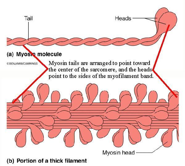 Myosin filaments o Myosin (or thick Myosin) filaments contain many myosin molecules o Two globular heads o One tail Actin Filaments o Consists of two actin filaments (F-actin) wrapped around each