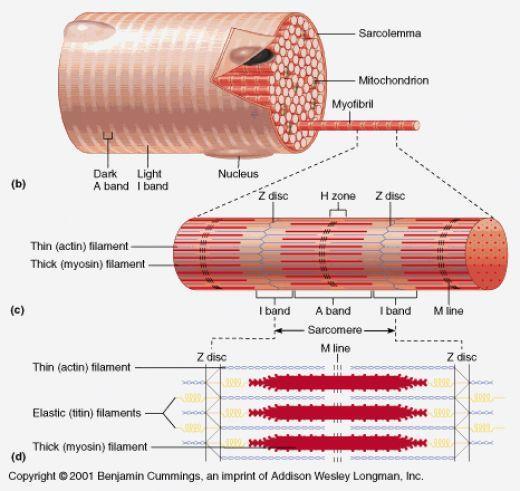 Relaxed Muscle Contracted Muscle A Band (Myosin Filament) Same