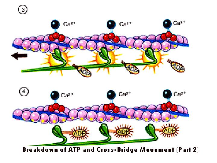 Outline the role of ATP in muscular contraction, and how the supply of ATP is maintained in muscles.
