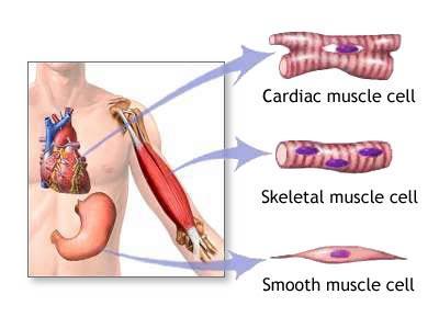 Outline the structural and functional differences between voluntary, involuntary and cardiac muscle.
