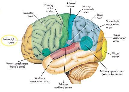 Cerebrum A Pituitary B gland