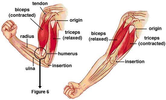 reference to the movement of the elbow joint.