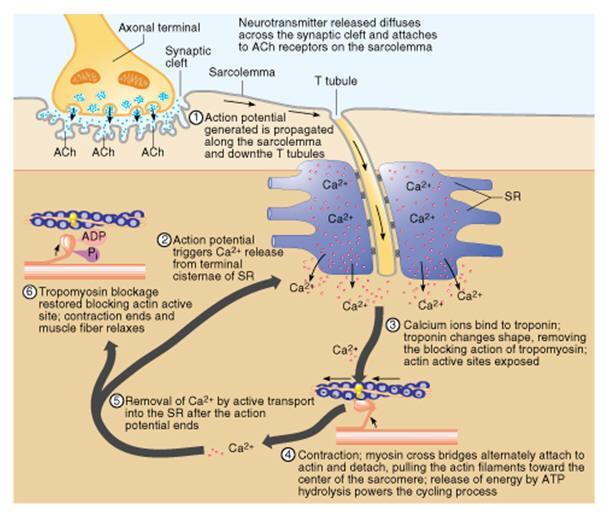 Operation of the neuromuscular junction Explain, with the aid of diagrams and photographs, the sliding filament model of muscular contraction.