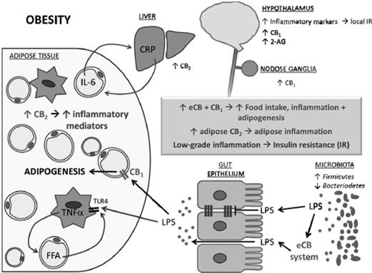 , et al. Cannabinoid signaling regulates inflammation and energy balance: The importance of the brain gut axis. Brain Behav. Immun. (2012), doi:10.