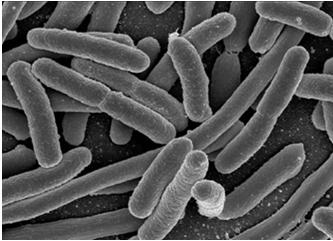 Escherichia coli is common and plentiful in all of our digestive tracts. Why are we all not sick? - These bacteria are technically outside the body and aid in digesting material we cannot - Only if E.