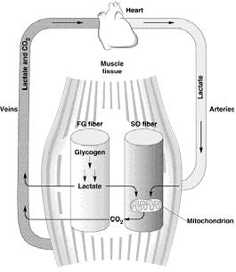 The Cell-Cell Lactate Shuttle The Cell-Cell Lactate Shuttle Lactate is actively oxidized in working muscle beds & may be a preferred fuel in heart & red fibers Thus,