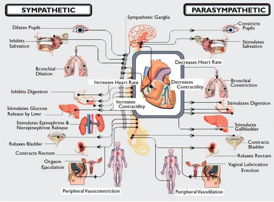 Here is where it gets interesting Flesh foods and their derivatives in particular animal fats interfere with the smooth operation of the nervous system which works directly with the endocrine system