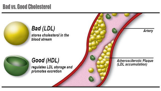 Cholesterol, however, is not water-soluble enough to dissolve in the blood. Therefore, it travels in the blood through lipoproteins such as LDL and HDL.