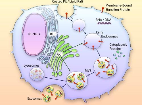 Exosomes Exosomes formed in all viable cells, including neurons and glia Formed via complex process