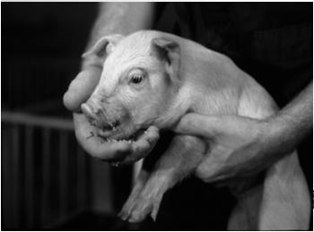Assist pigs and teach feeding behavior 36 to 72 hours Identify starve out pigs Help starve out pigs find feed - Hand feed a few pellets - Make a gruel and use a syringe to dose pigs -