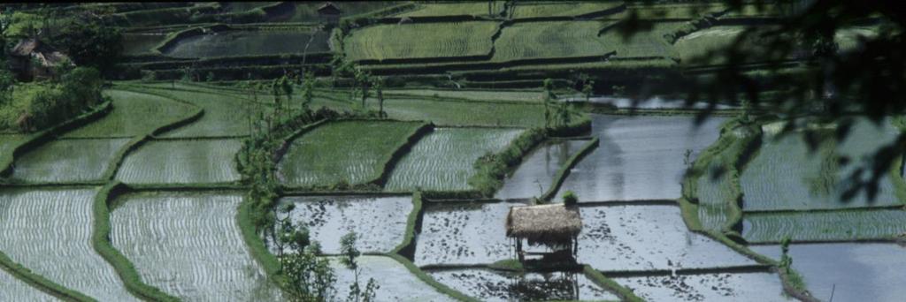 International Rice Commission 20 th Session The Commission recommended that: Member countries should promote the sustainable development of aquatic biodiversity in
