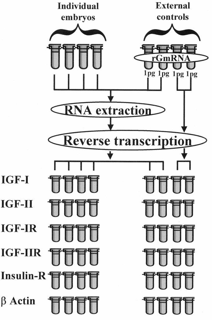 FIGURE 2 Method for simultaneous detection of multiple gene expression in individual embryos.